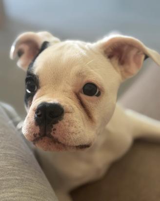 Cucciola 5 mesi