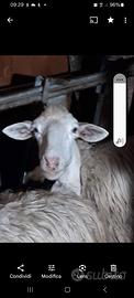 Pecore