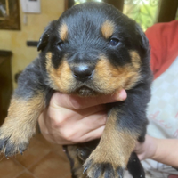Cuccioli di rottweiler