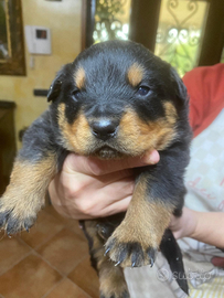 Cuccioli di rottweiler