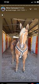 Quarter horse