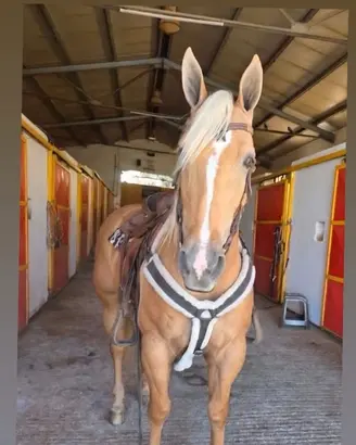 Quarter horse