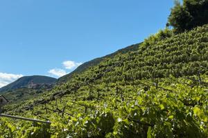 Vigneto - Piazzo di Segonzano