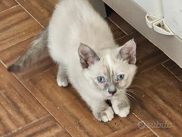 Gattina siamese