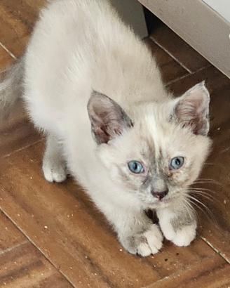 Gattina siamese