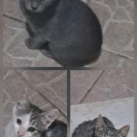 Gatti in adozione