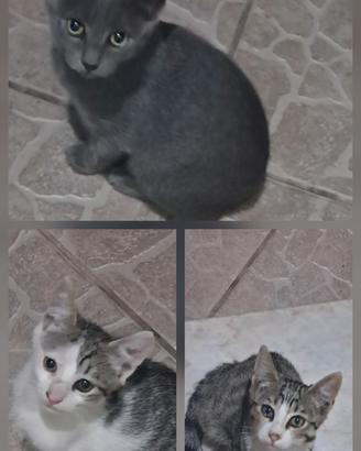Gatti in adozione