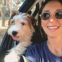 Jack Russell terrier per accoppiamento