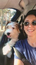 Jack Russell terrier per accoppiamento