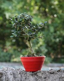 Bonsai Olivastro