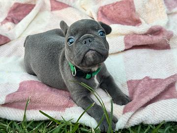 Bulldog francese blu maschio