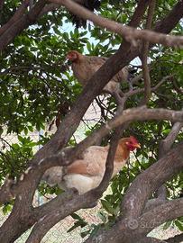 Coppia di galline cocincine
