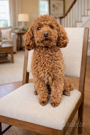 Monta barboncino toy