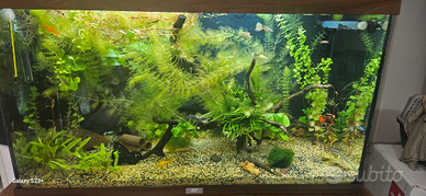 Neocaridine/Caridina multidentata/Betta imbellis