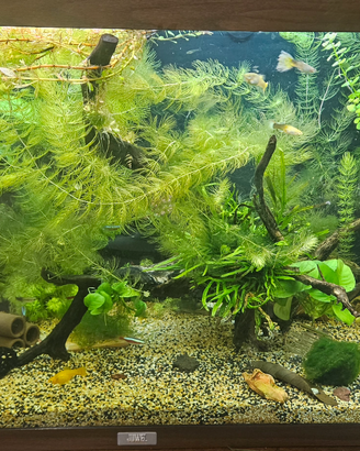 Neocaridine/Caridina multidentata/Betta imbellis