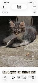 Gattini