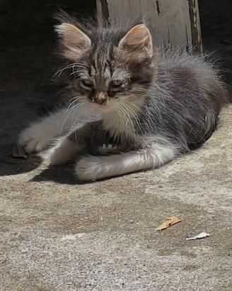 Gattini