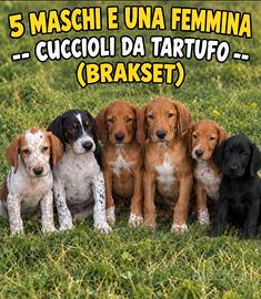 Cuccioli di BRAKSET