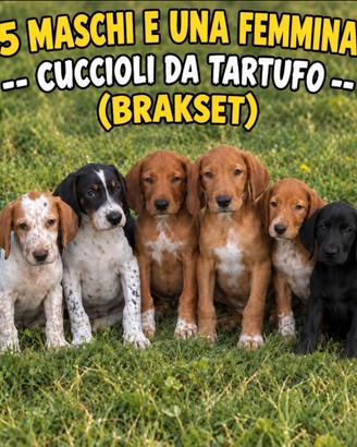 Cuccioli di BRAKSET