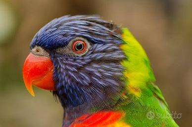 Pulli Lori arcobaleno