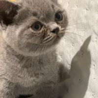 Cuccioli British Shorthair