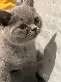 Cuccioli British Shorthair