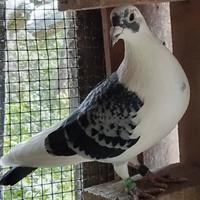 Colombi viaggiatori diversi colori