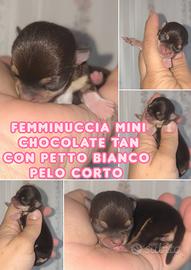 Cuccioli di chihuahua