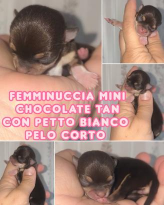 Cuccioli di chihuahua