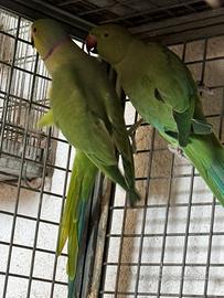 Coppia parrocchetto dal collare