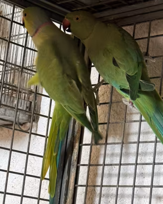 Coppia parrocchetto dal collare