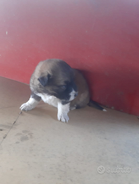 Cuccioli pastore del caucaso