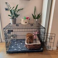 Kennel (gabbia) x cane taglia piccola + accessori