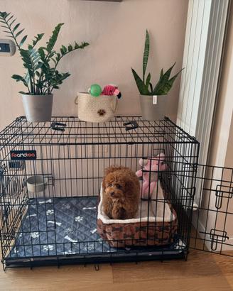 Kennel (gabbia) x cane taglia piccola + accessori