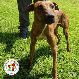 KRISTI splendido mix Galgo