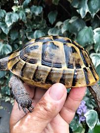 Tartaruga femmina
