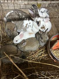 Conigli nostrani da allevamento