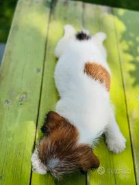 Jack Russell terrier a pelo ruvido