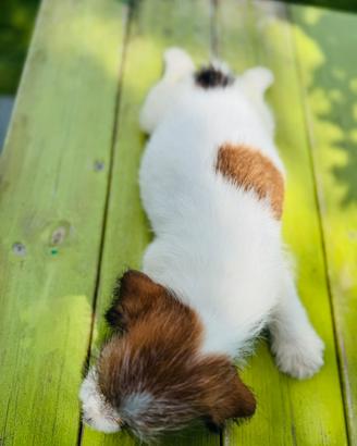 Jack Russell terrier a pelo ruvido
