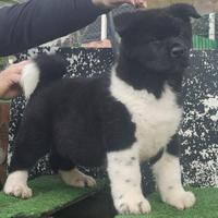 Akita americano
