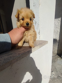 Pomapoo Cucciolo Maschio