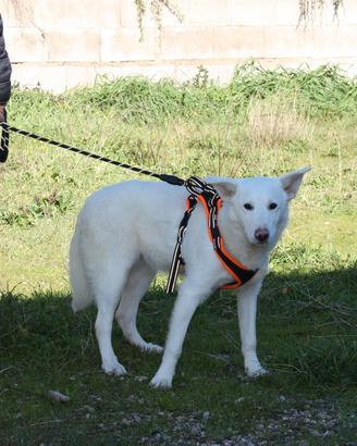 Meraviglioso cucciolotto 5 mesi in adozione