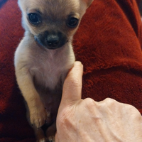 Chiuhuahua mini toy