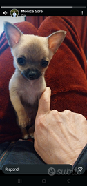 Chiuhuahua mini toy