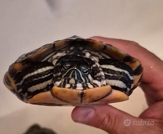 tartaruga 