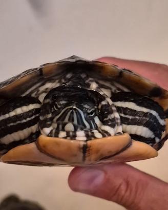 tartaruga 