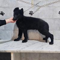 Pastore tedesco nero