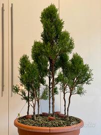 Boschetto di cipressi bonsai