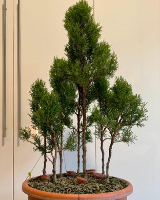 Boschetto di cipressi bonsai