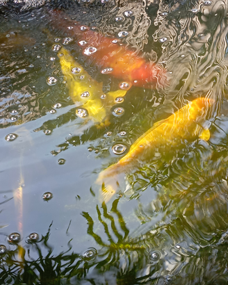 Carpe Koi